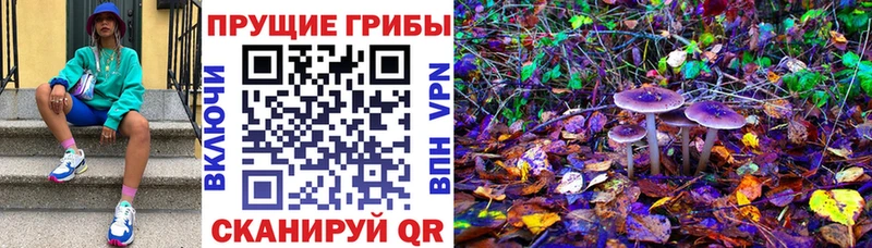 Галлюциногенные грибы Cubensis  Боровичи 